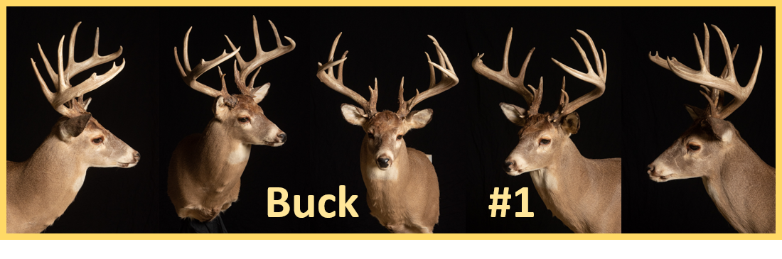 Buck 1