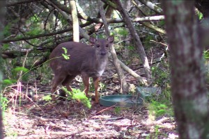 Blue duiker hunting at it&#039;s best!