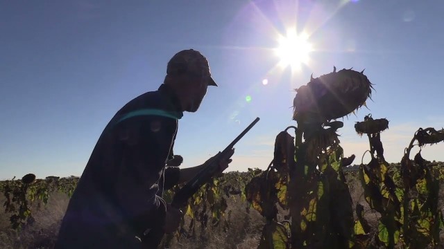 Dove and Pigeon Shooting with Likhulu Safaris 2022